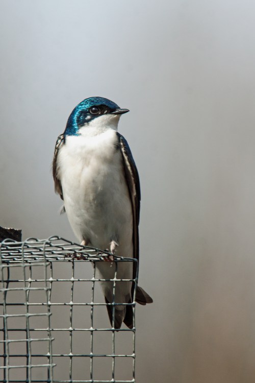 Tree Swallow