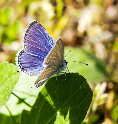 Eastern-tailed Blue
