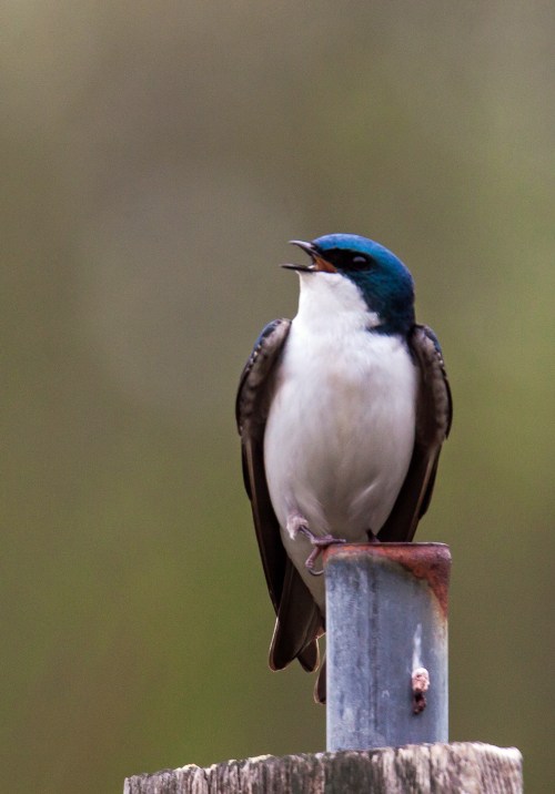 Tree Swallow