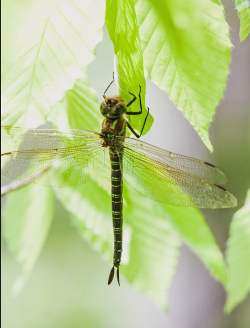 Swamp Darner