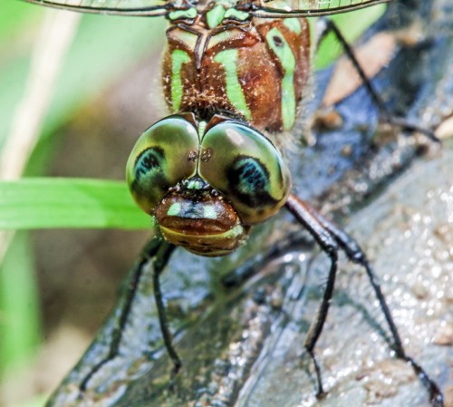 Swamp Darner