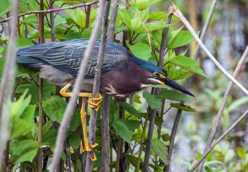 Green Heron