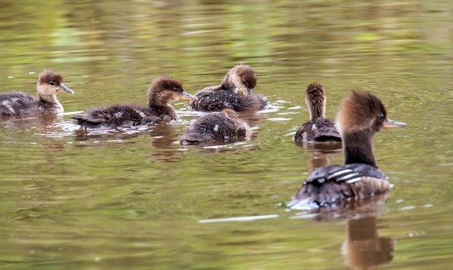 Hooded Merganser family