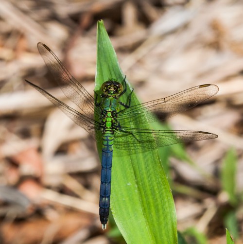 Eastern Pondhawk