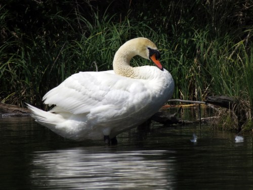 Mute Swan