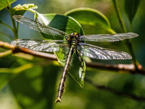 Unicorn Clubtail