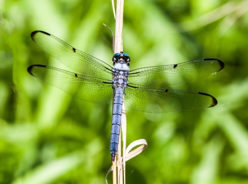Great Blue Skimmer