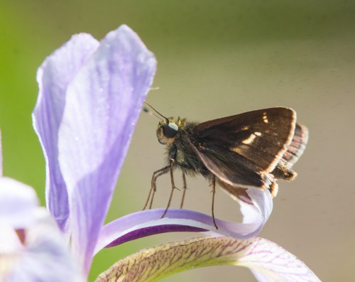 Skipper on iris