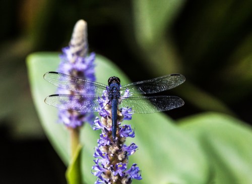 Slaty Skimmer