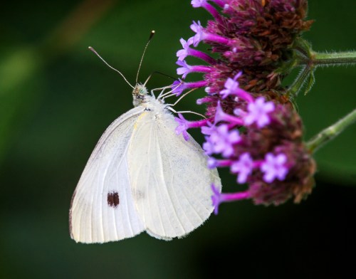 Cabbage White