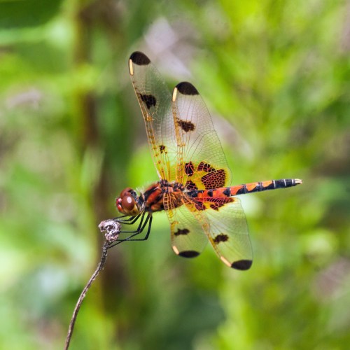 male Calico Pennant