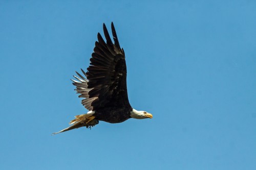 Bald Eagle