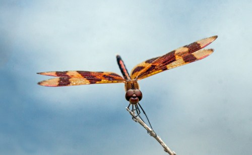 Halloween Pennant