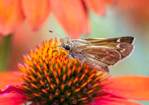 skipper on a coneflower
