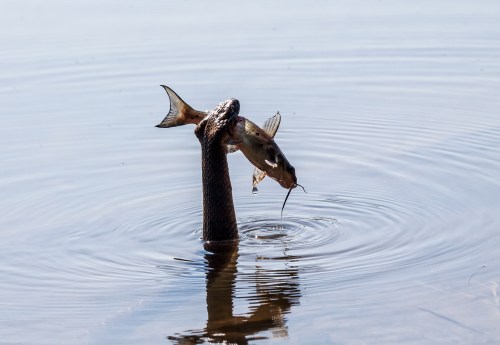 Northern Water Snake