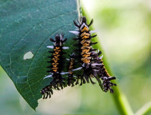 Milkweed TIger Moth caterpillar