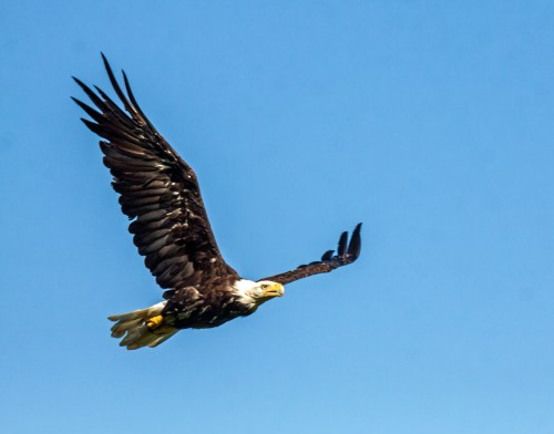 Bald Eagle