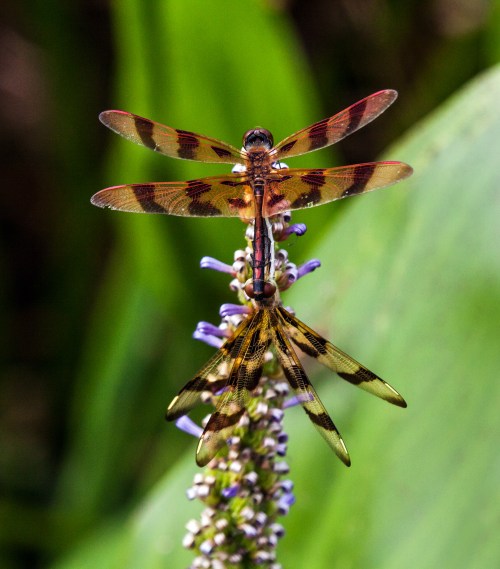 halloween pennant