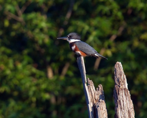 Belted Kingfisher