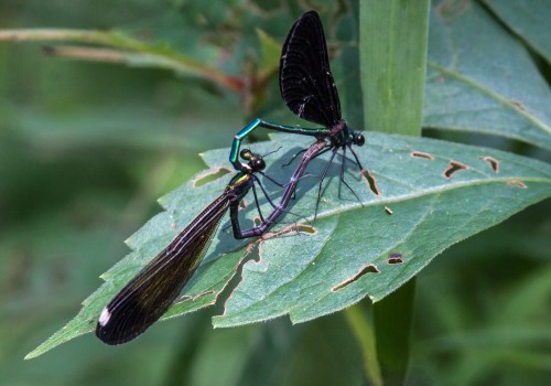 Ebony Jewelwing mating