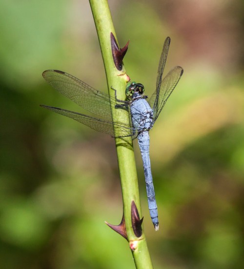 Eastern Pondhawk