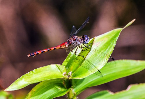 Blue-faced Meadowhawk