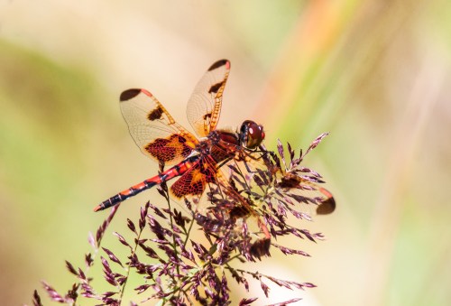 Calico Pennant