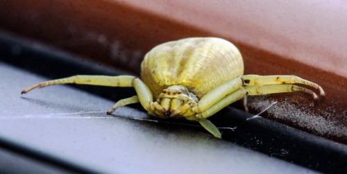 crab spider
