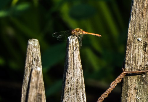 dragonfly in Brussels