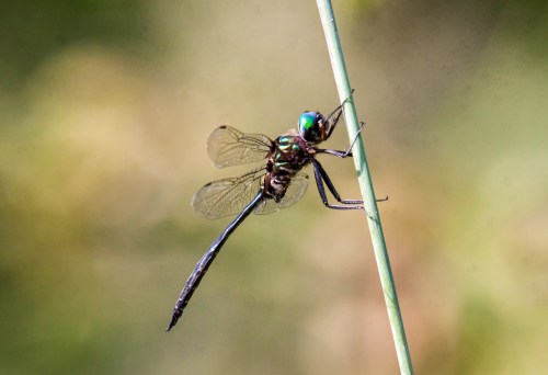 Fine-lined Emerald