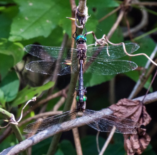 Fine-lined Emerald