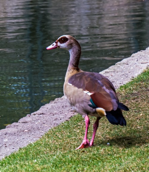 Egyptian Goose