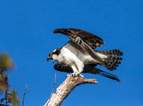 screaming osprey