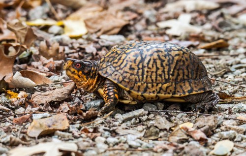 Eastern Box Turtle