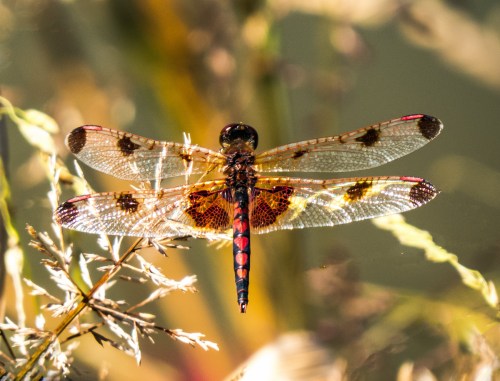 Calico Pennant