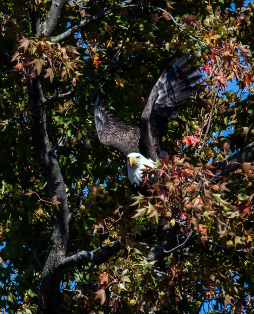 Bald Eagle