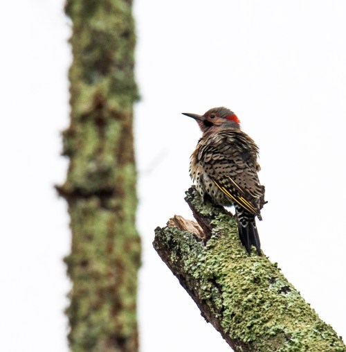 Northern Flicker