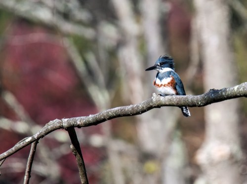 Belted Kingfisher