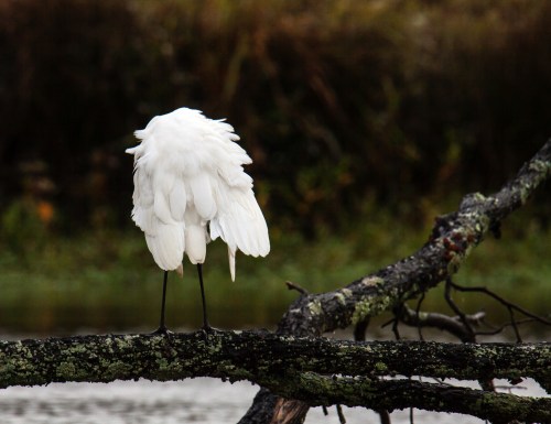 Great Egret