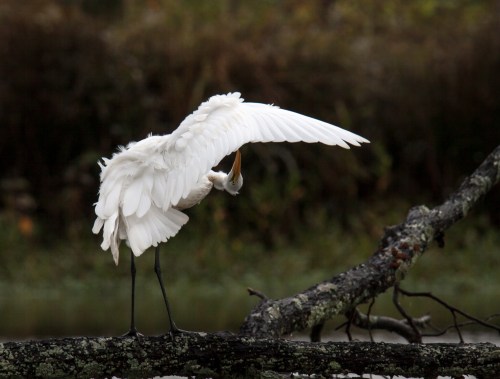 Great Egret