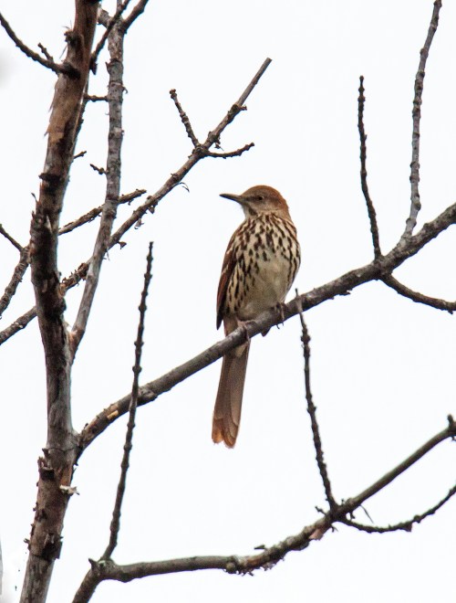 Brown Thrasher