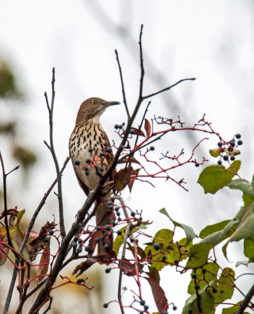 Brown Thrasher