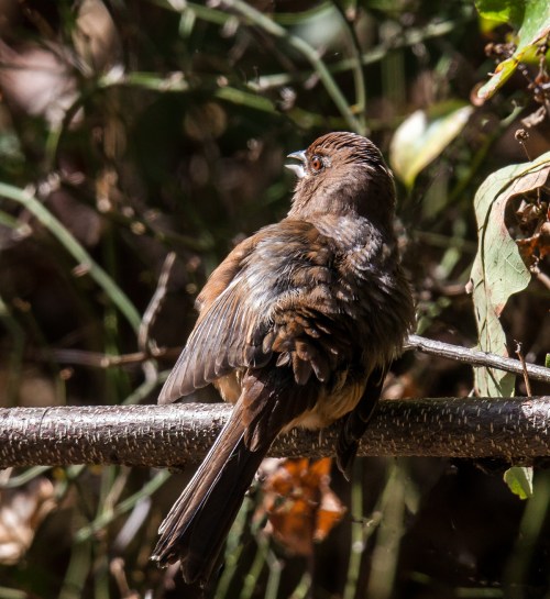 Eastern Towhee