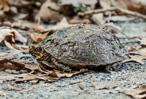 Eastern Box Turtle
