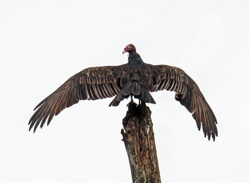 Turkey Vulture