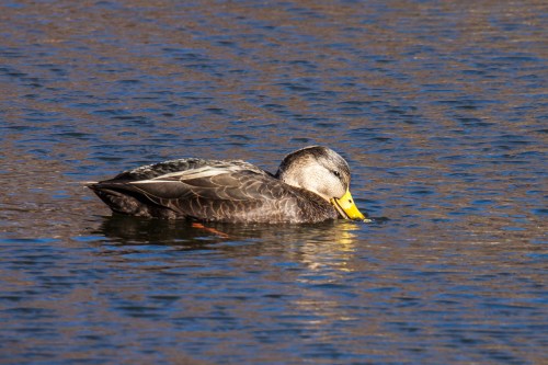 American Black Duck