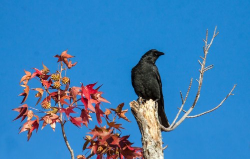 autumn crow