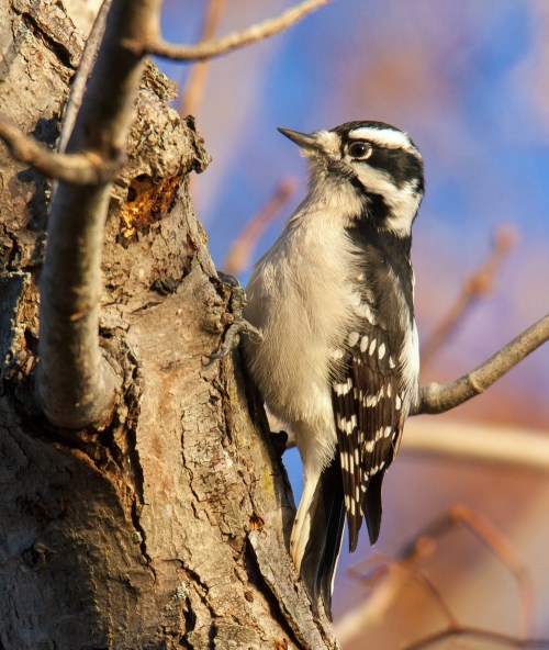 Downy Woodpecker