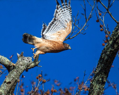 Red-shouldered Hawk