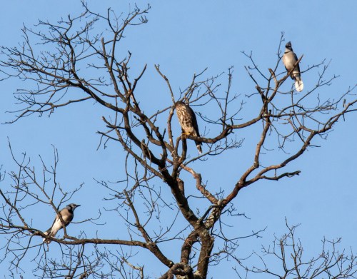 blue jays and merlin
